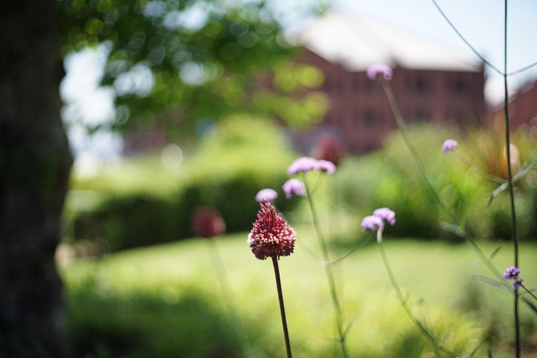 YASHICA ML 50mm 1.7　199