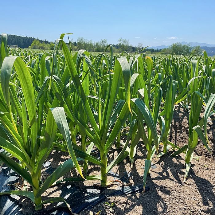 【最上級品】青森県倉石産にんにく福地ホワイト六片種Lサイズ 5kg