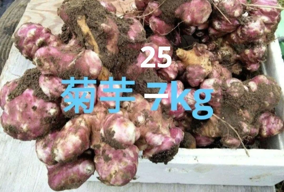 菊芋 25kg