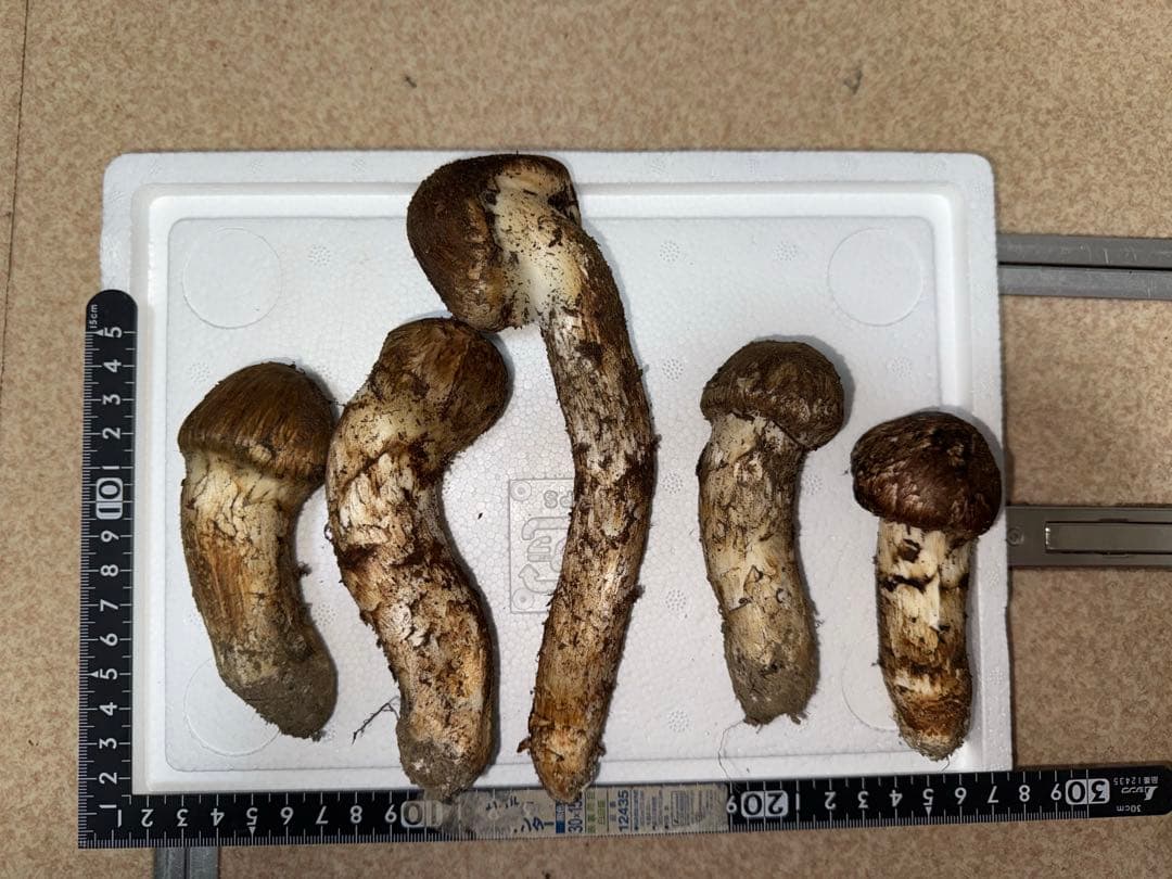 【10月20日朝採れ】広島県産松茸つぼみ　259グラム