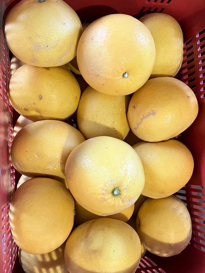 土佐文旦 20キロ 2L〜4Lサイズ