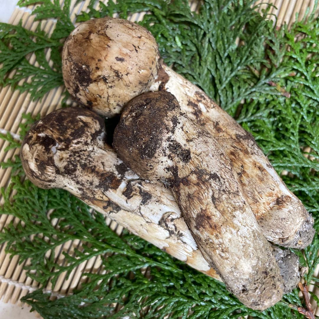 t*i様 広島県産　松茸