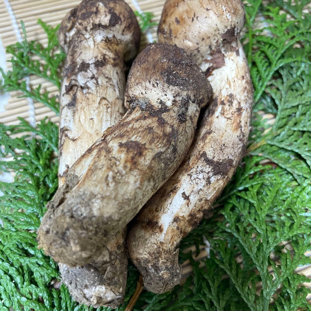 t*i様 広島県産　松茸