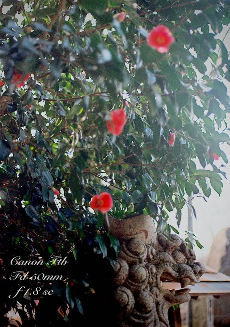 ★完動＊美品＊整備済＊初期保証★canon ftb★作例多数