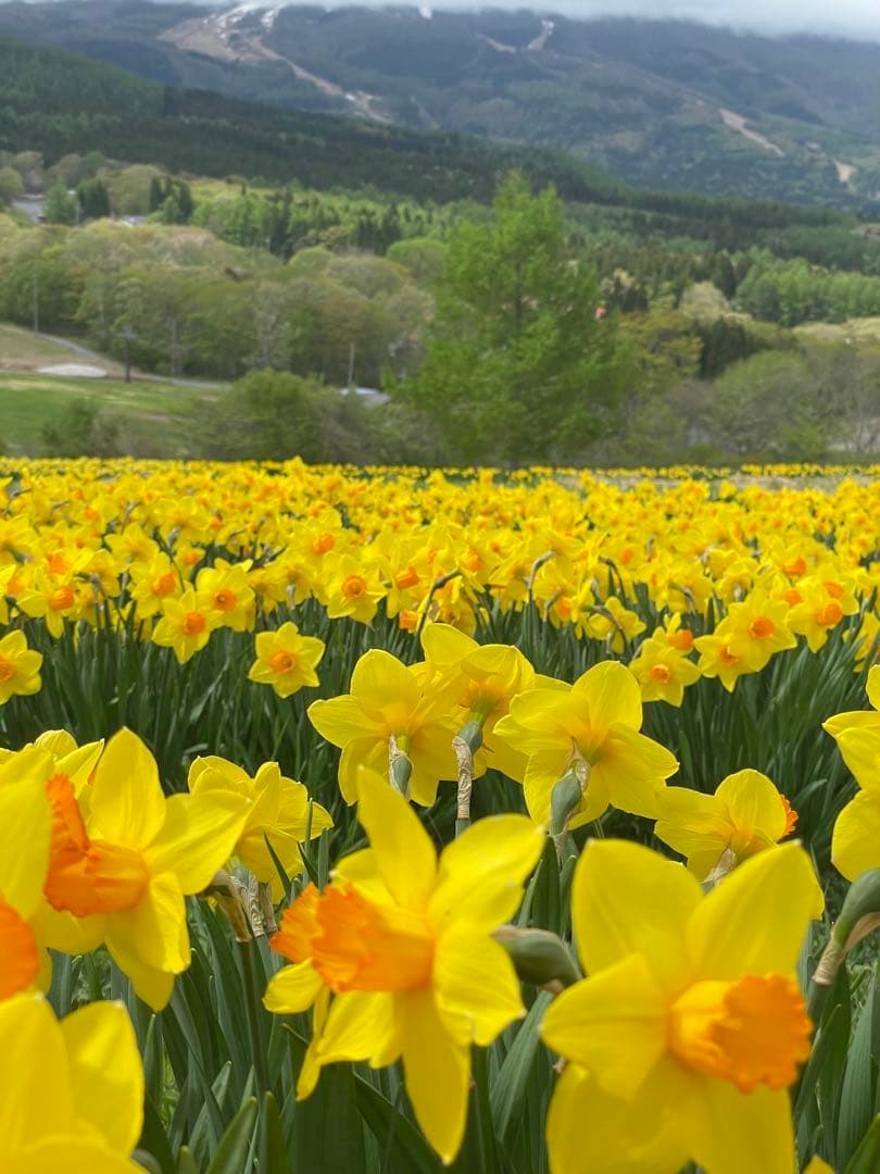 和胡弓　竹弓馬毛　　付属品