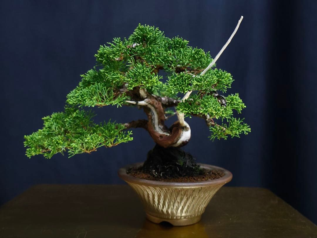 糸魚川真柏　小品盆栽　葉性抜群　盆栽　樹高17cm