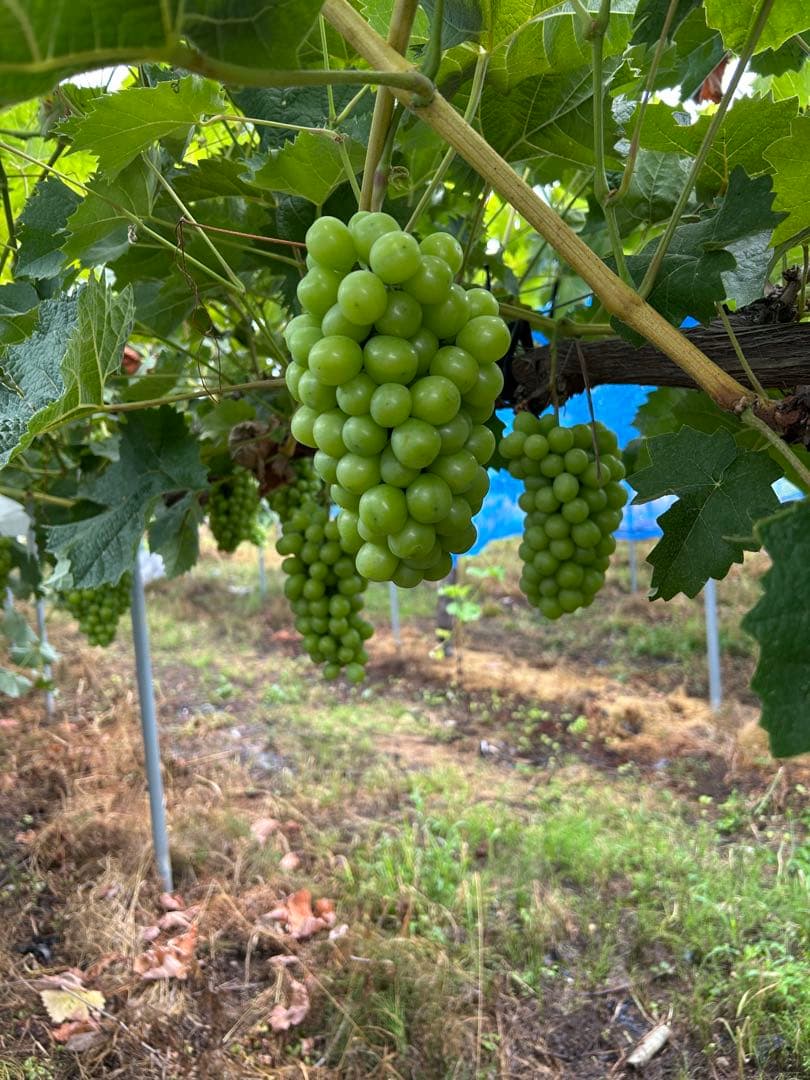 山形産シャインマスカット5キロ　9/21〜23発送