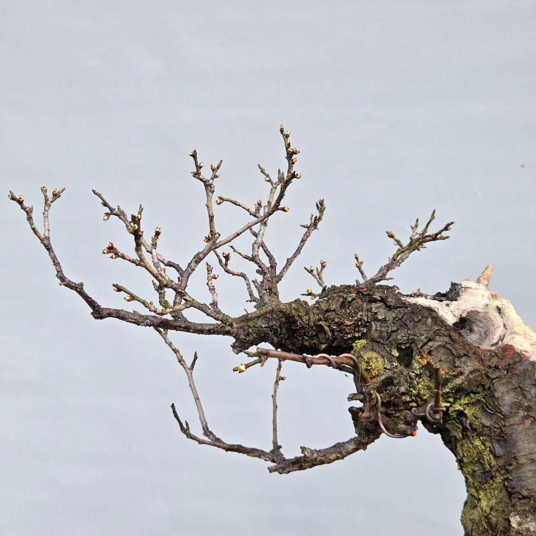 野梅　[舎利幹舎木]　　梅/中品盆栽