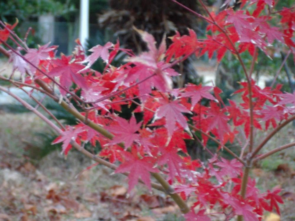 【単3電池で動く平成レトロなコンデジ】PENTAX optio M10