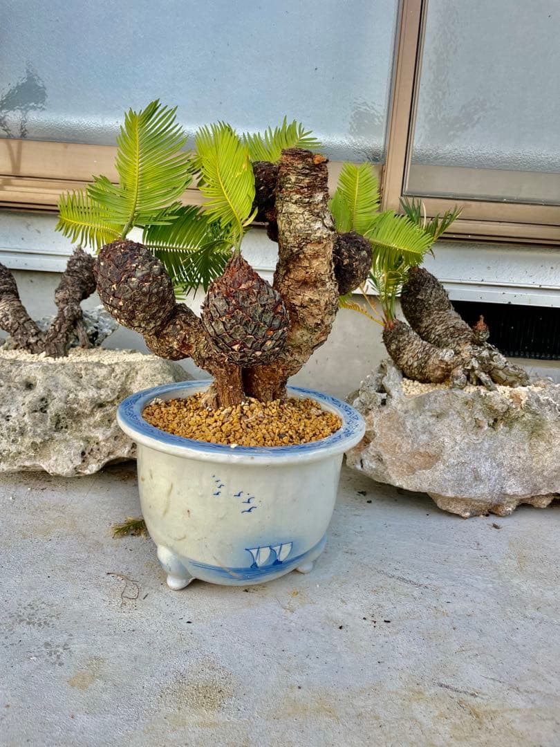 蘇鉄 ソテツ 盆栽 松肌