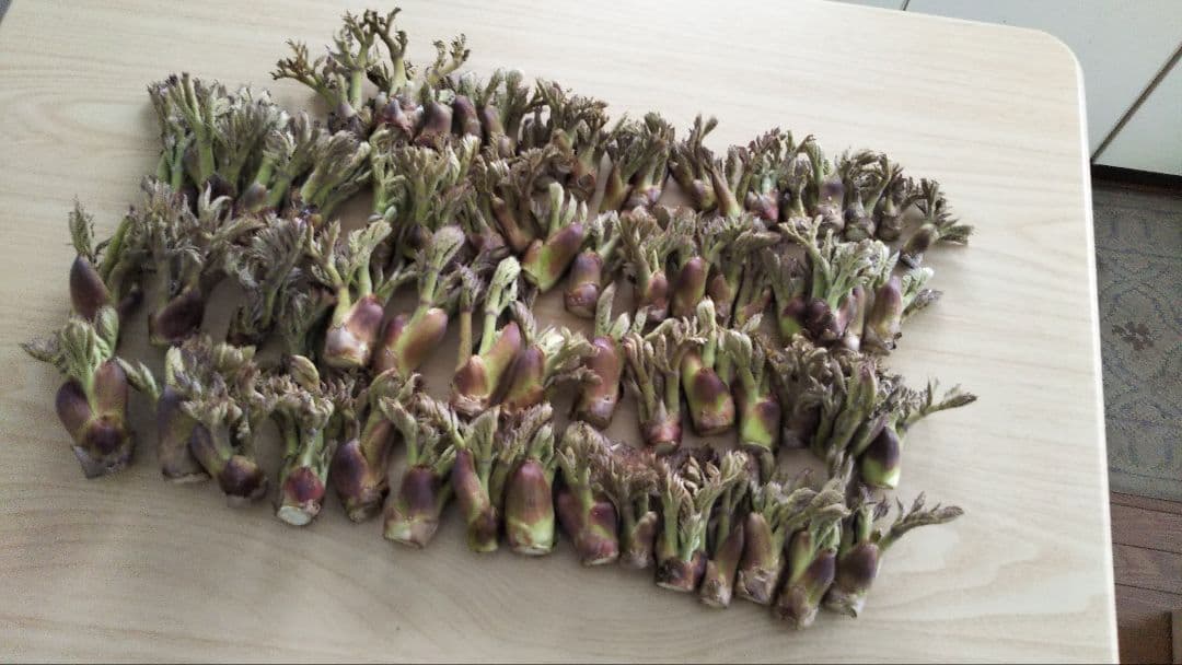 ⭐たらの芽 苗木⭐ ⭐20本⭐