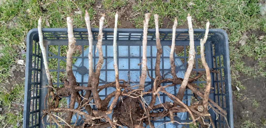 ⭐たらの芽 苗木⭐ ⭐20本⭐