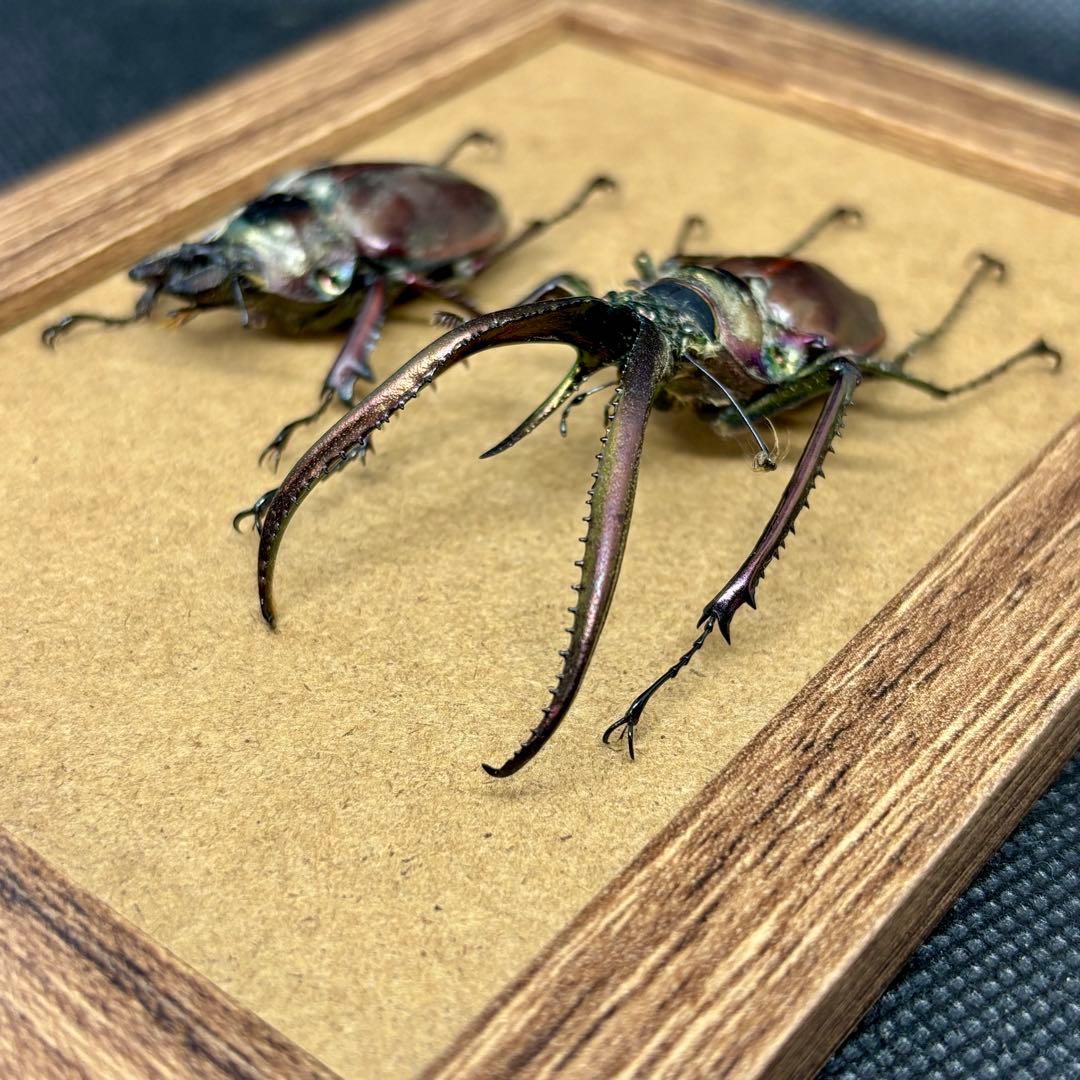 コガシラクワガタのペア【標本】