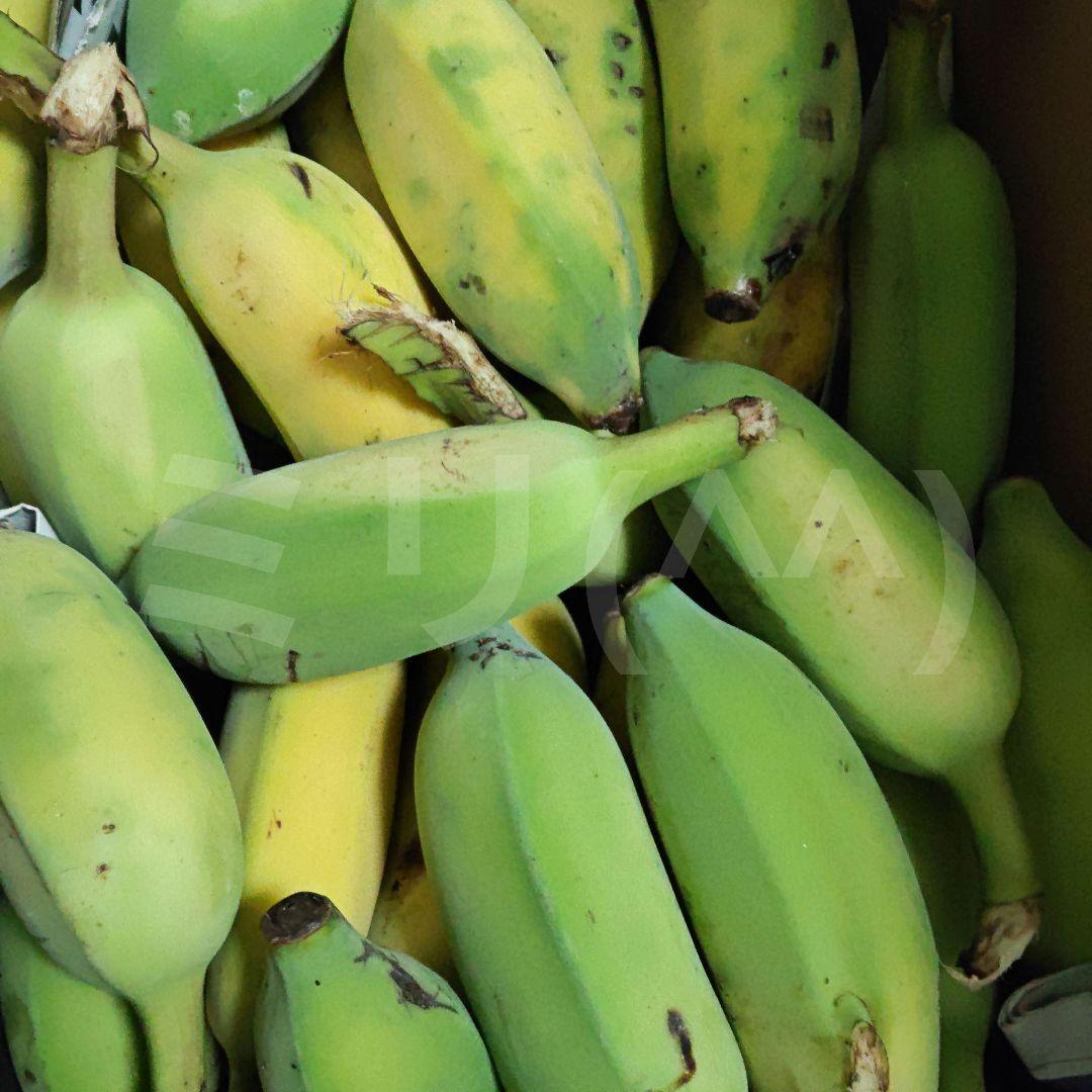 沖縄産　アップルバナナ　農薬不使用　箱込2kg