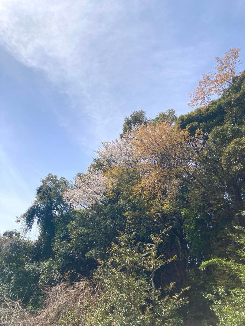 じゅん　ニホンミツバチ　生ハチミツ　1120g✖️2