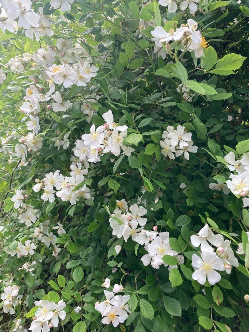 じゅん　ニホンミツバチ　生ハチミツ　1120g✖️2