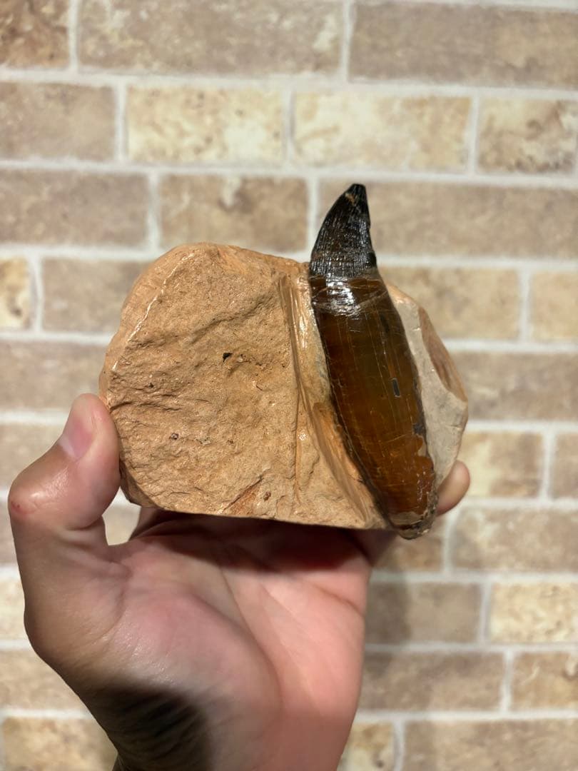 プリオサウルス　化石　歯