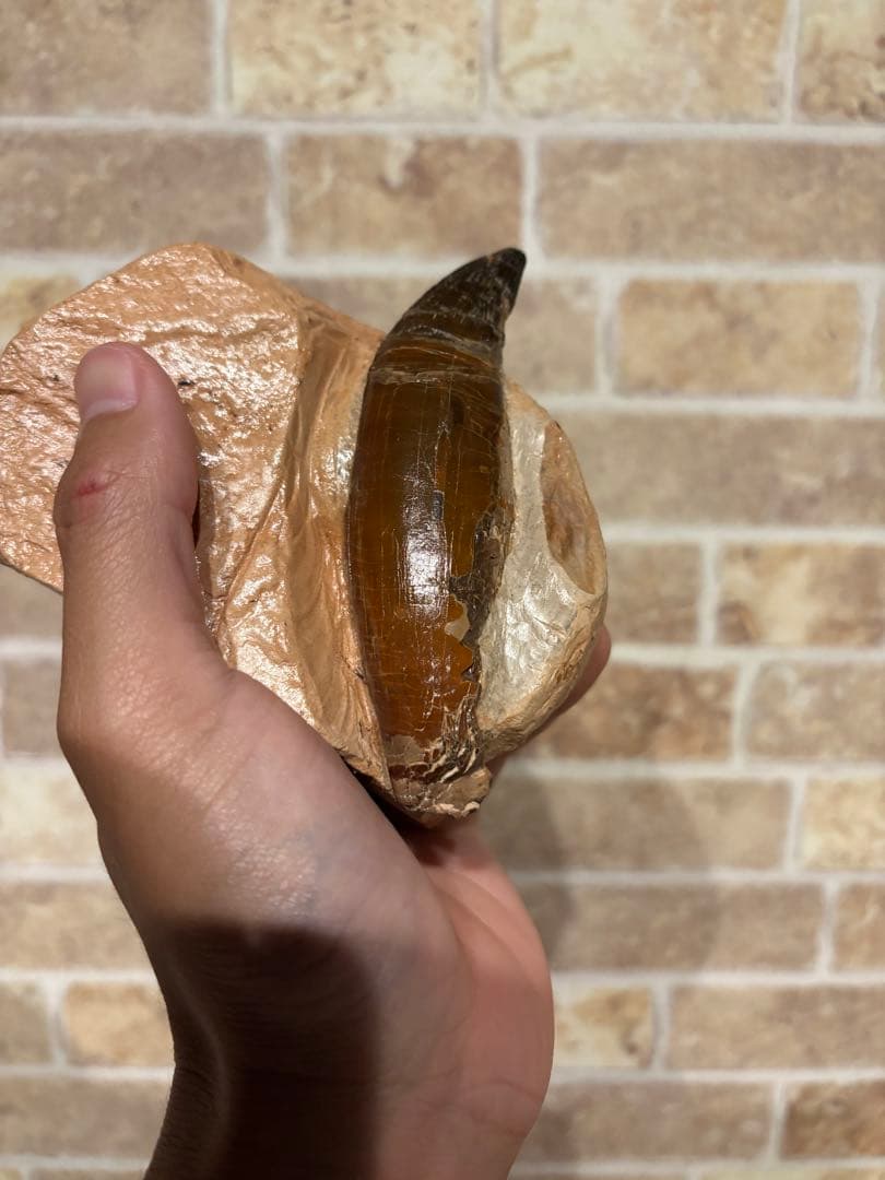 プリオサウルス　化石　歯