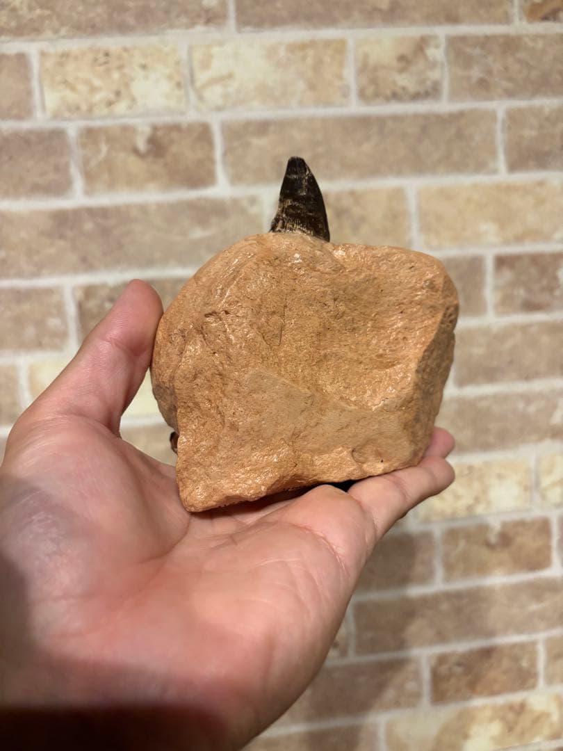 プリオサウルス　化石　歯