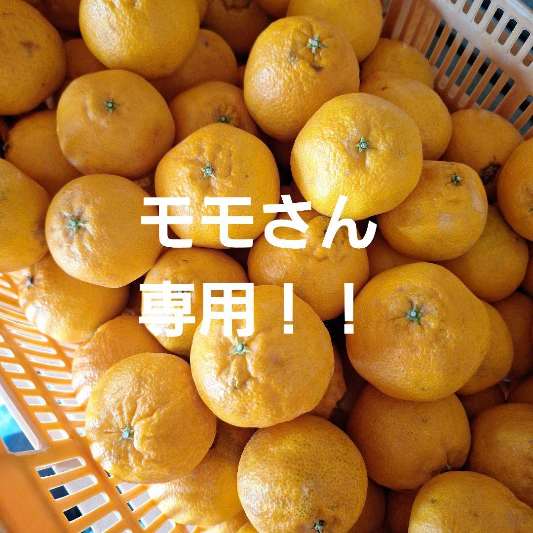 モモさん専用！！☆はるみみかん&レモン☆　15キロ(箱込み)　広島県産　家庭用