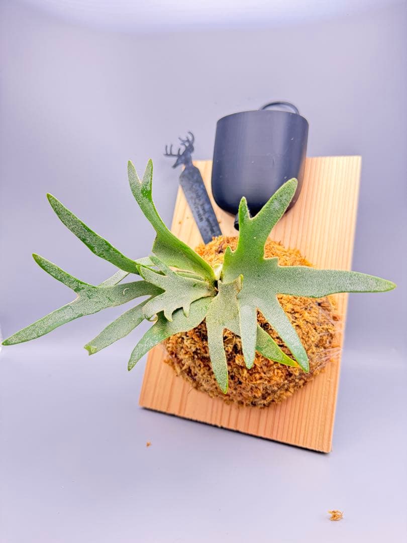 極大サイズ　ビカクシダ P.willinckii 'Jewel' spore