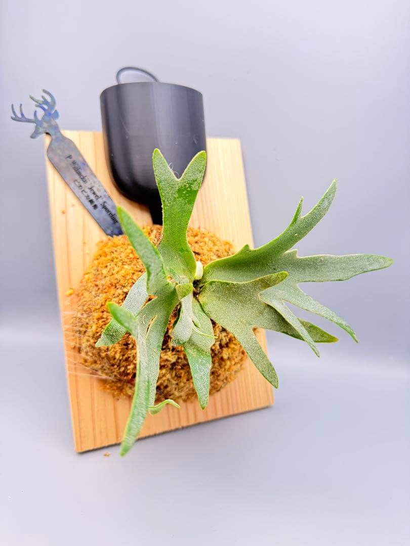 極大サイズ　ビカクシダ P.willinckii 'Jewel' spore