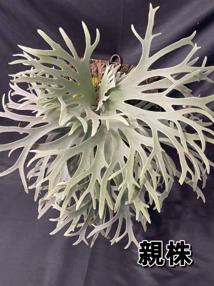 極大サイズ　ビカクシダ P.willinckii 'Jewel' spore