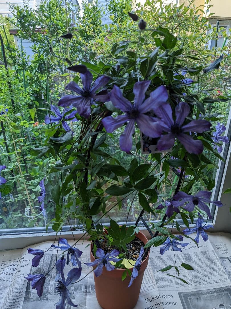 クレマチス流星3年経過苗 正規ラベル付