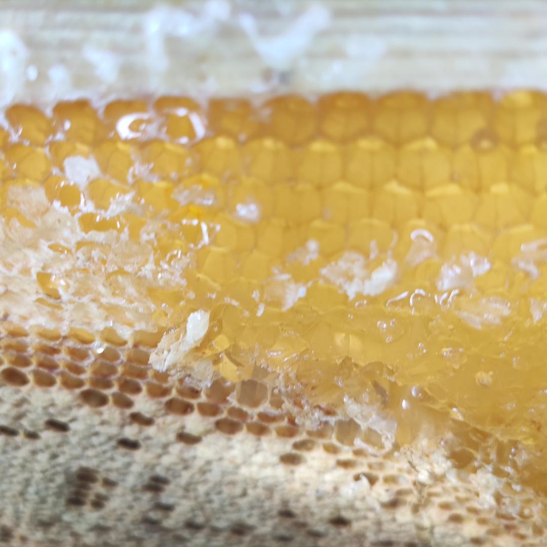 ☸️アカシア蜜１０本&れんげ蜜１０本　生はちみつ　自家製蜂蜜