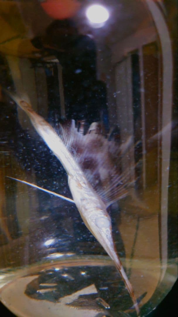 【レア】バショウカジキ幼魚 エタノール標本