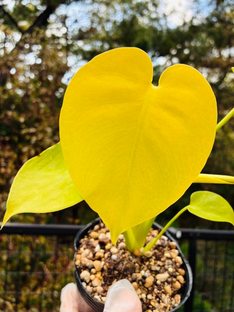 モンステラ　デリシオーサ ‘Triple Yellow’ 新種　黄金葉
