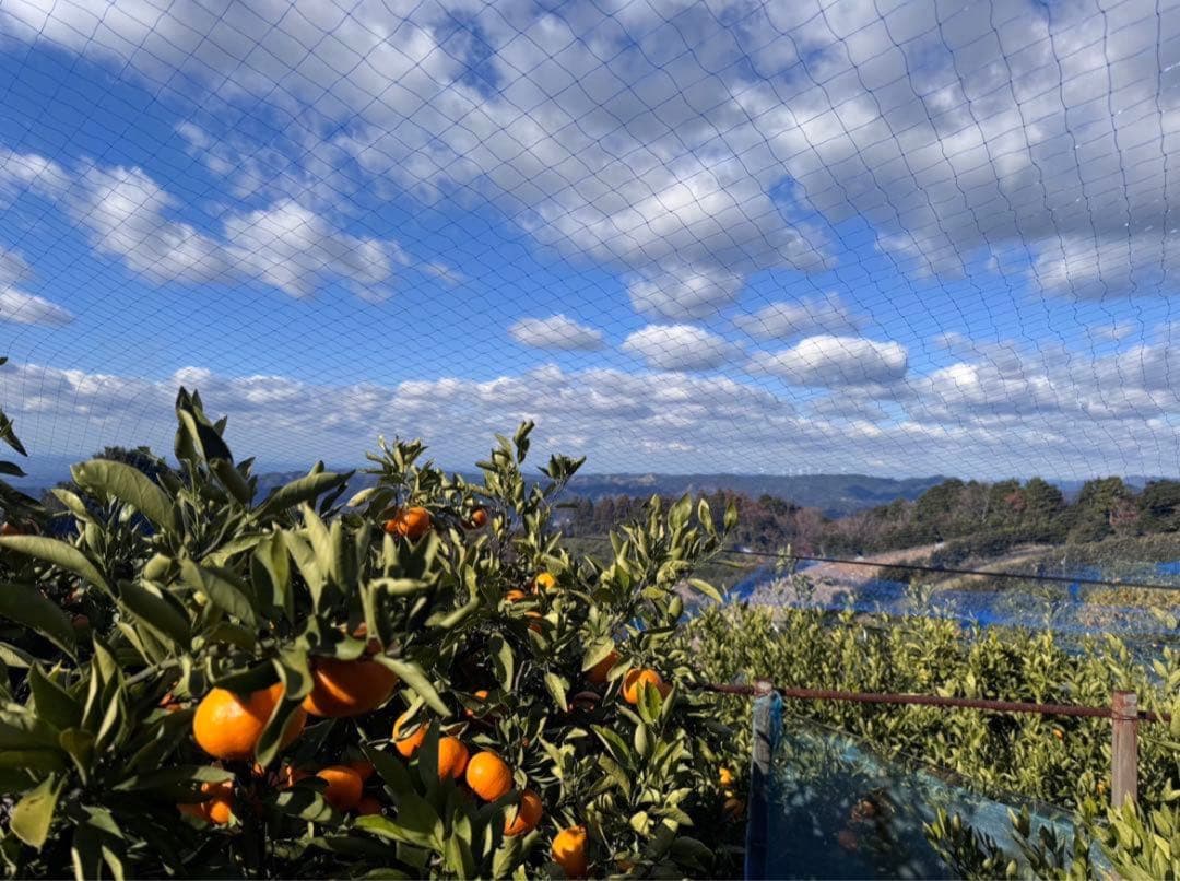 ①温州みかん 樹熟大坊みかん 秀品優品混合(家庭用傷あり)2Sサイズ10kg