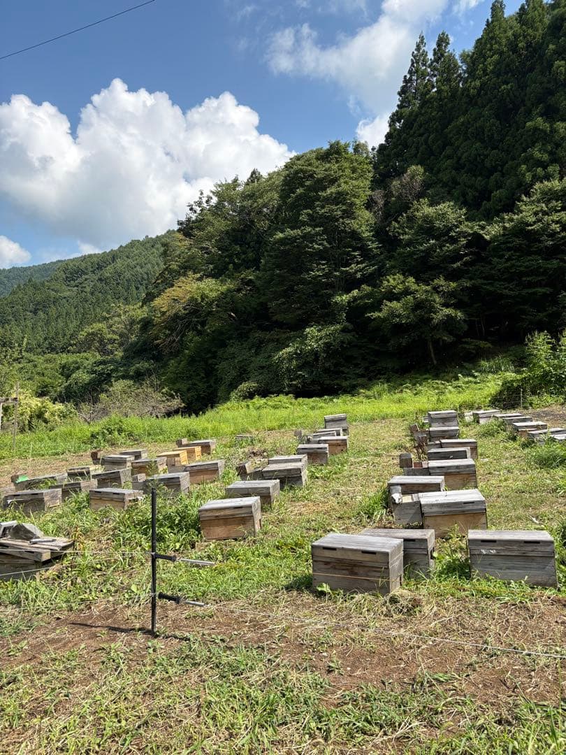 長野県長野市若穂保科で採れたはちみつ 1.2キロ 2本 ③