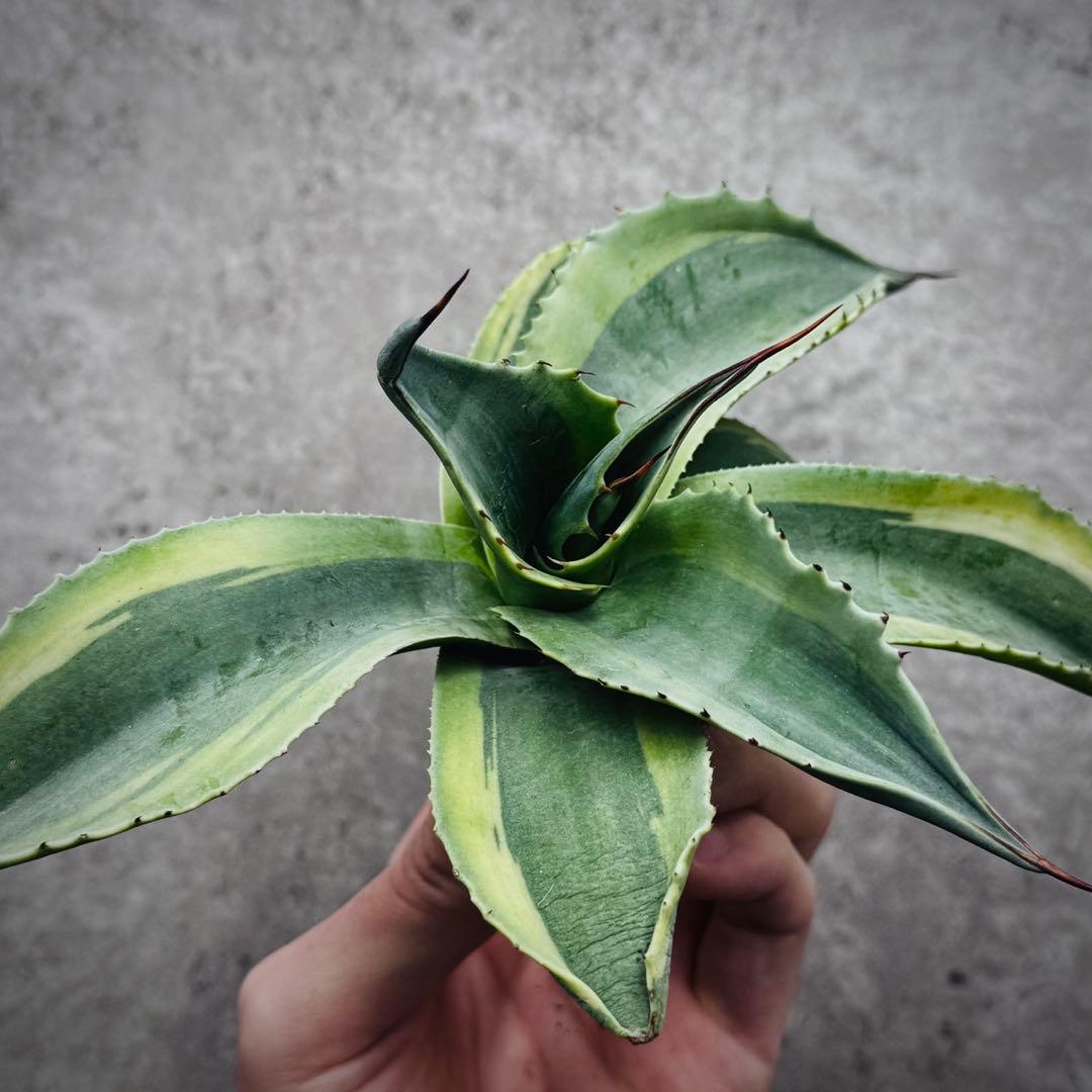 ポ*カ様 多肉植物・アガベ・オルカ・斑入り・SSS級美株