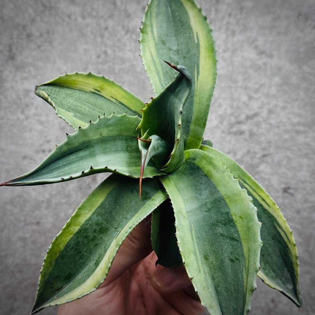 ポ*カ様 多肉植物・アガベ・オルカ・斑入り・SSS級美株