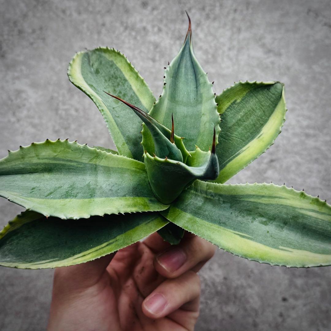 ポ*カ様 多肉植物・アガベ・オルカ・斑入り・SSS級美株