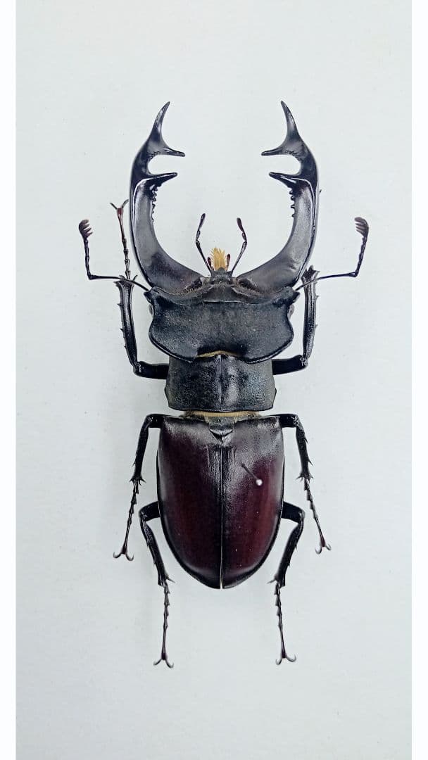 ※希少　ル−マニア産ヨ−ロッパミヤマ♂野外標本