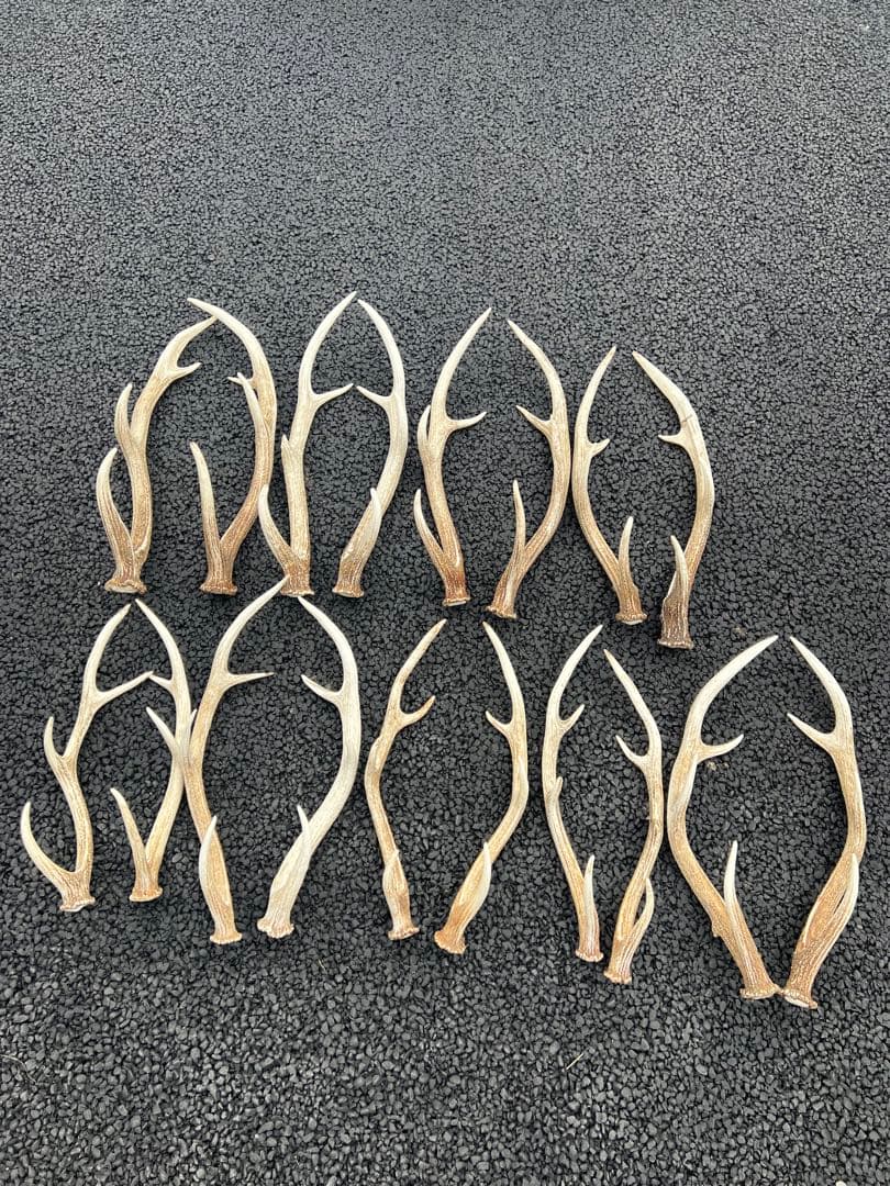 『蝦夷鹿の角40本セット』 鹿角