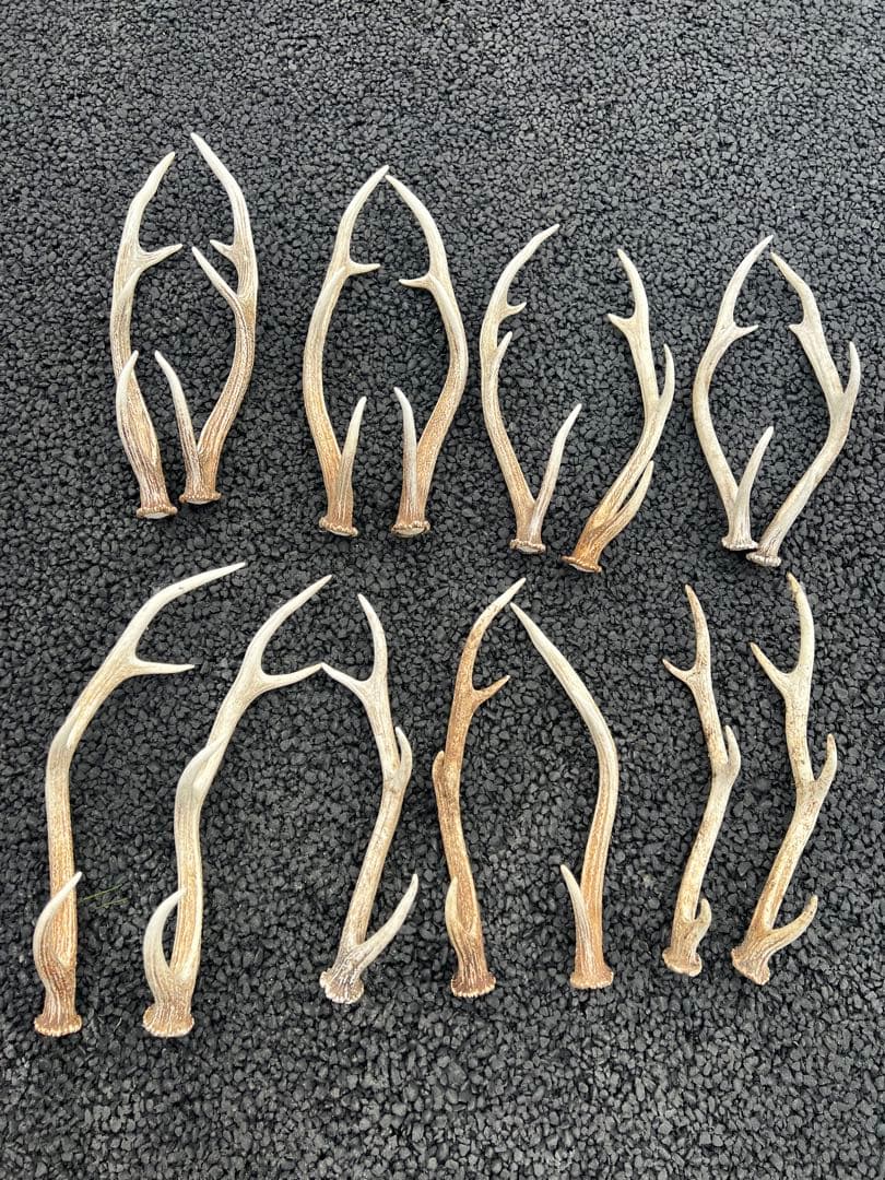 『蝦夷鹿の角40本セット』 鹿角