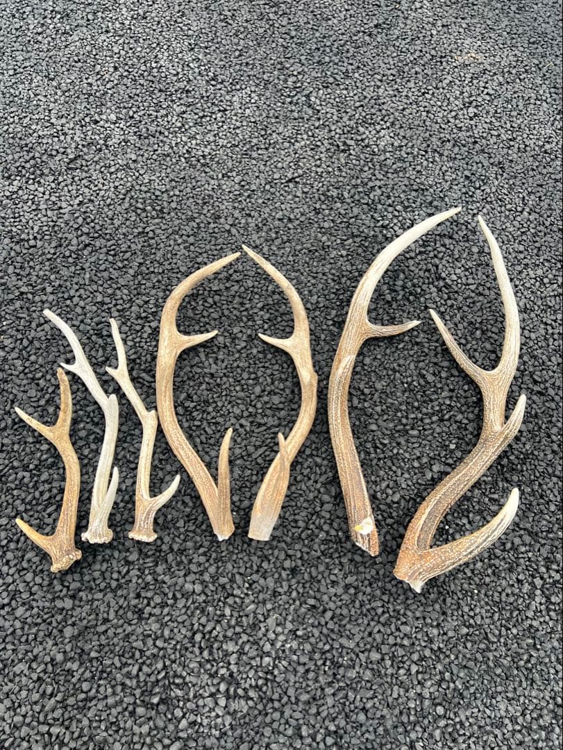 『蝦夷鹿の角40本セット』 鹿角