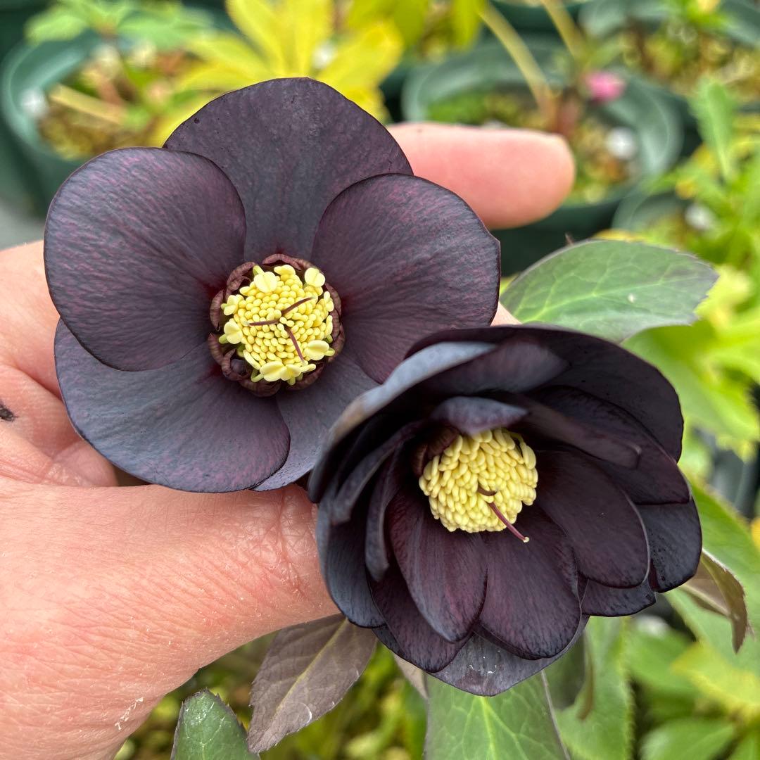 クリスマスローズ　ブラック　ダブルシングル　親株　７寸