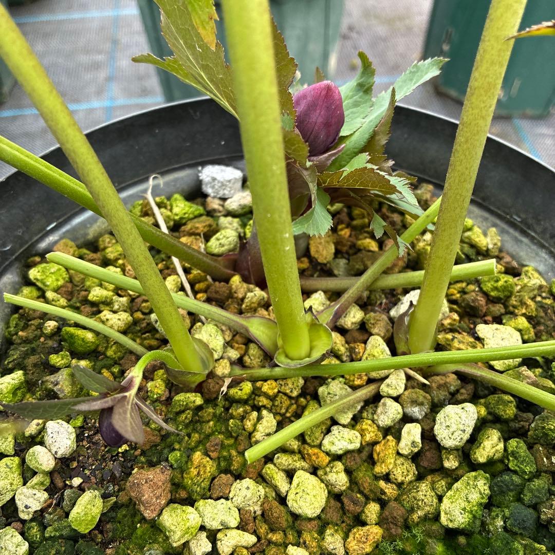 クリスマスローズ　ブラック　ダブルシングル　親株　７寸