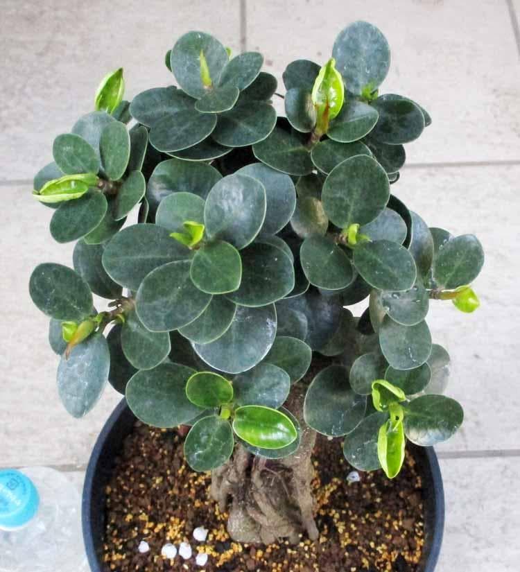 【現品】パンダガジュマル （ぱんだ・ガジュマル）（パンダ・ガジュマル）7号　Hお