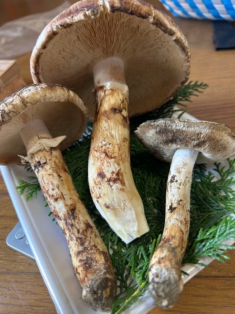 松茸 国産 信州産 長野県産 傘開き