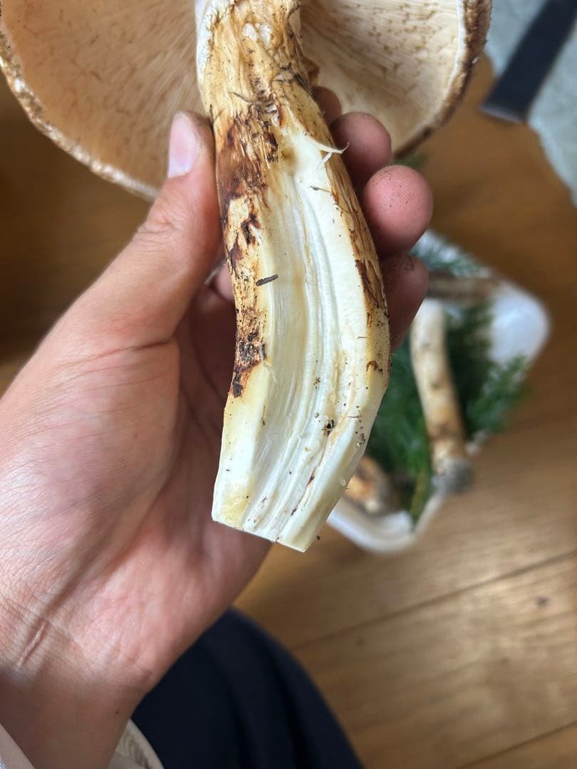 松茸 国産 信州産 長野県産 傘開き