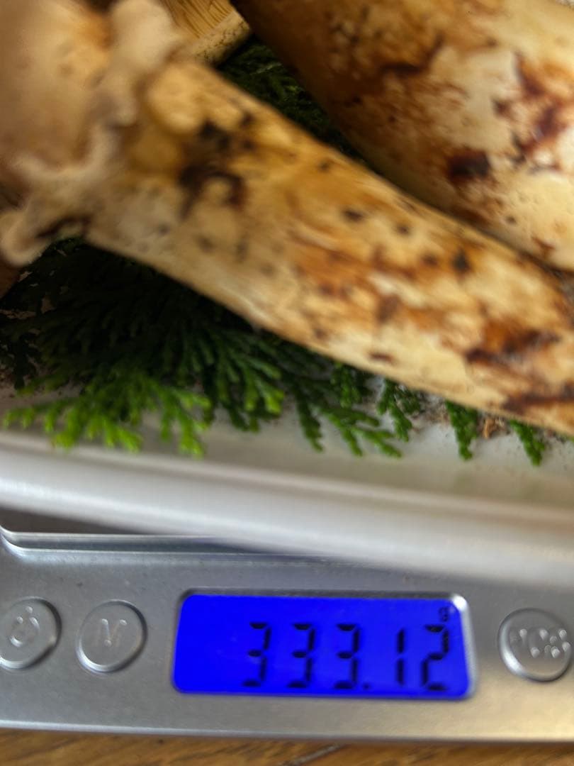 松茸 国産 信州産 長野県産 傘開き