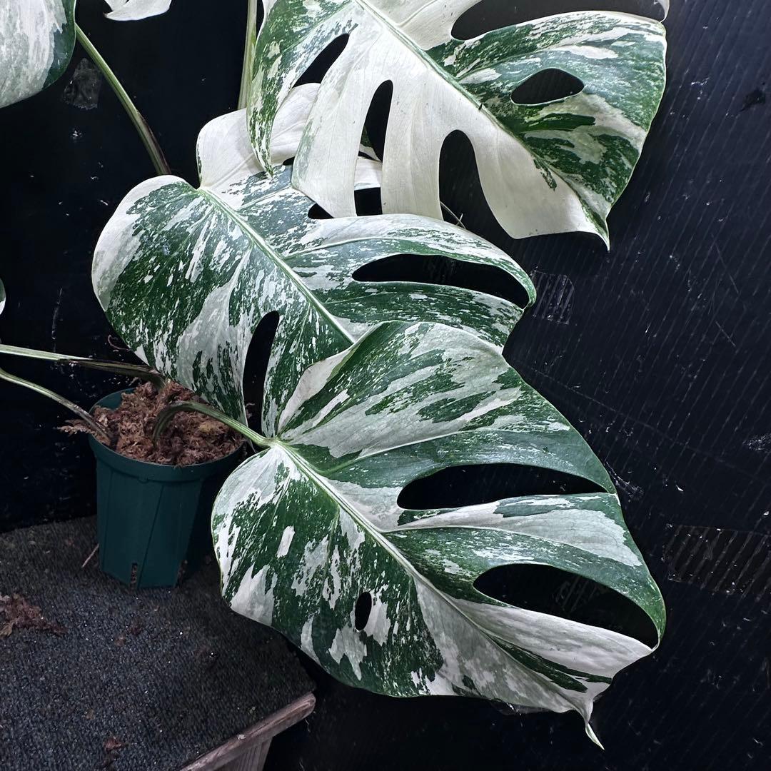 ビ*ズ様 斑入りモンステラ ホワイトタイガー極美大株65cm白斑多