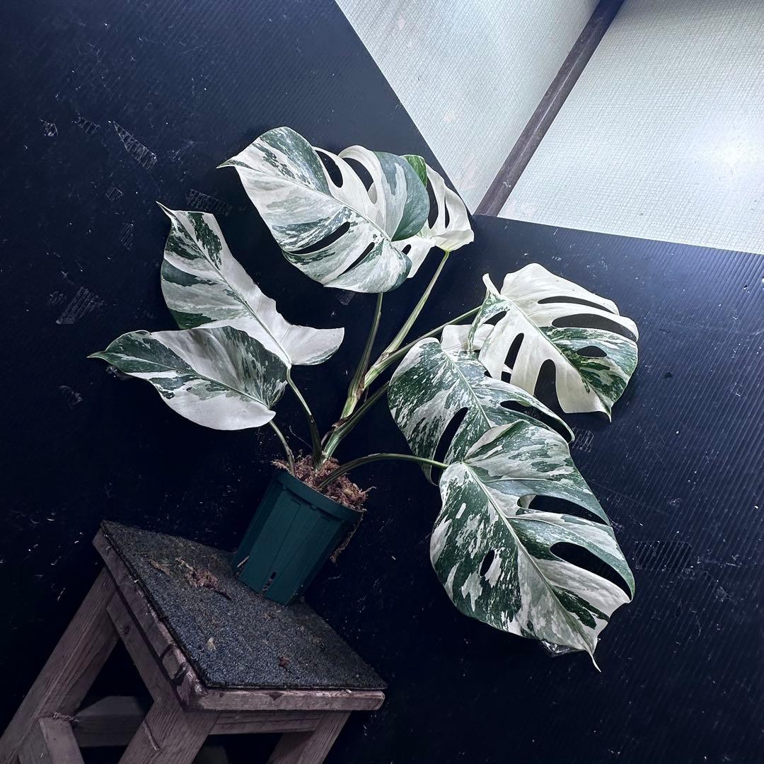 ビ*ズ様 斑入りモンステラ ホワイトタイガー極美大株65cm白斑多