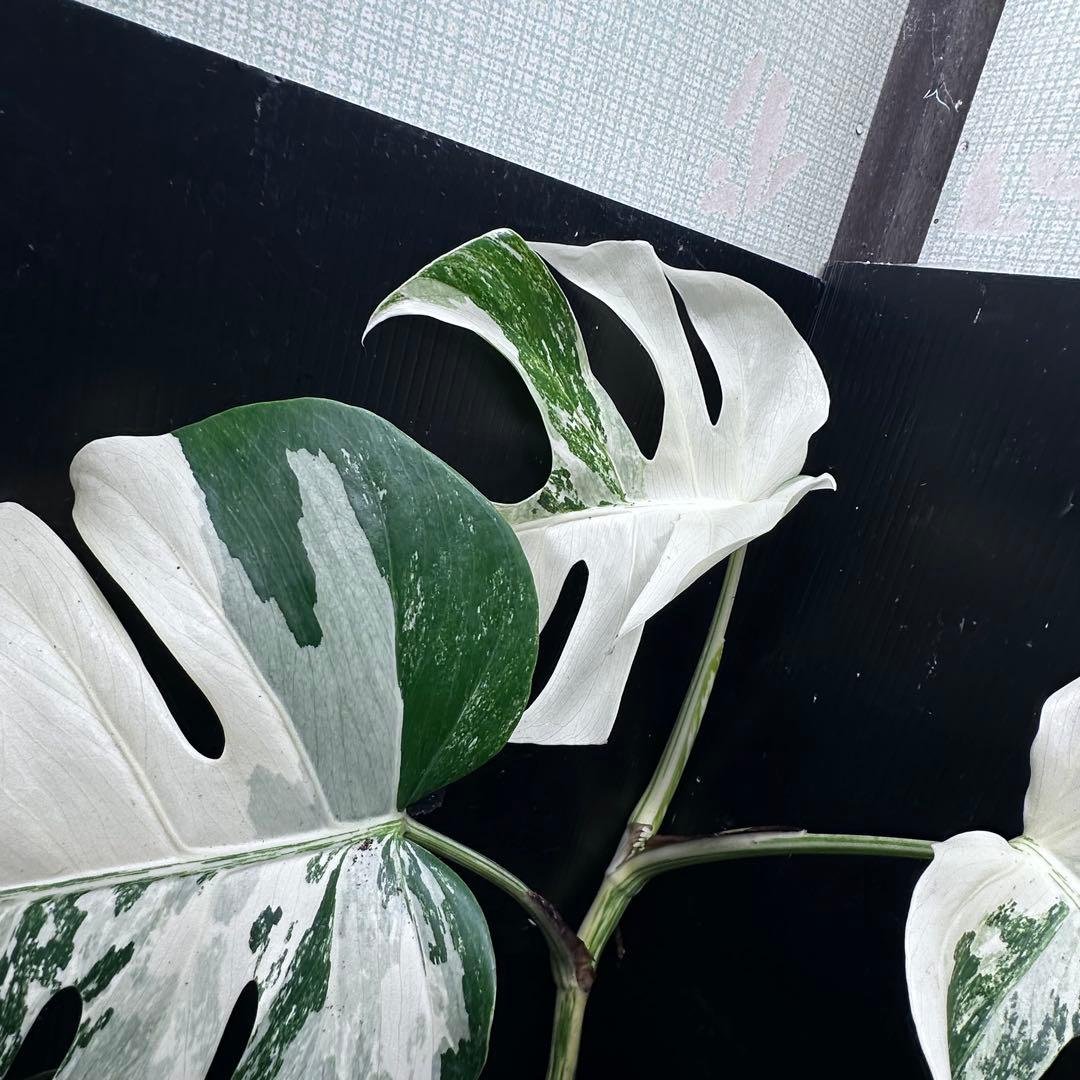 ビ*ズ様 斑入りモンステラ ホワイトタイガー極美大株65cm白斑多