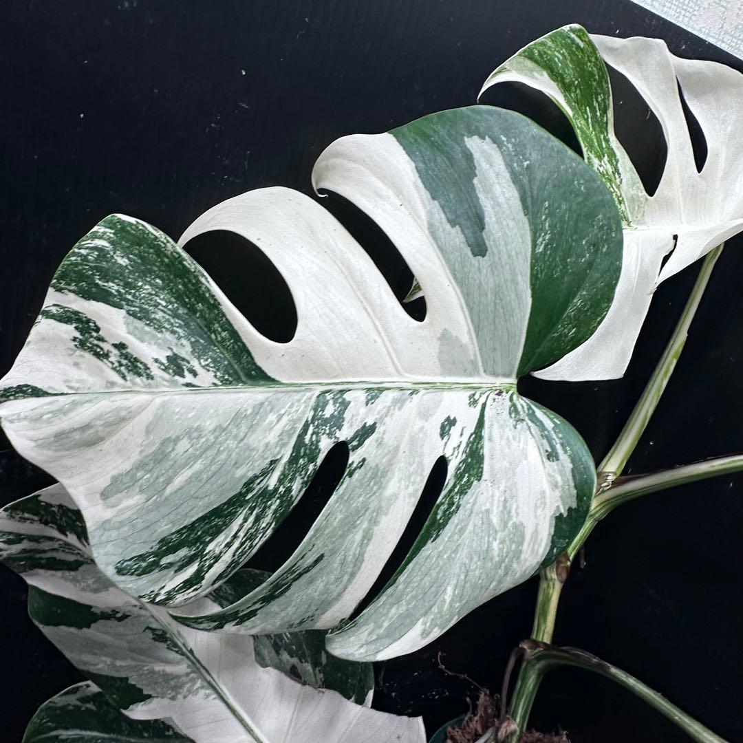 ビ*ズ様 斑入りモンステラ ホワイトタイガー極美大株65cm白斑多